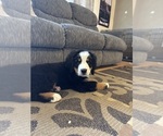 Small #6 Bernese Mountain Dog