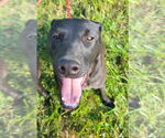 Small #2 Labrador Retriever Mix