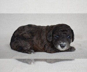 Poodle (Miniature) Puppy for sale in NEW MARKET, TN, USA