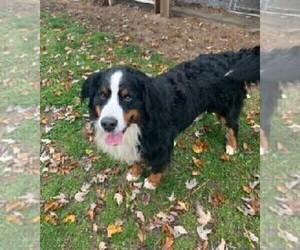 Father of the Bernese Mountain Dog puppies born on 11/20/2023