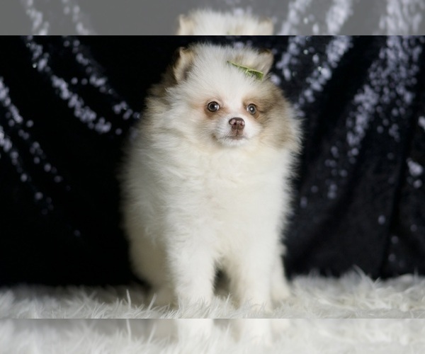 Medium Photo #5 Pomeranian Puppy For Sale in WARSAW, IN, USA