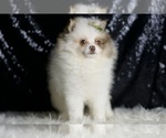 Small Photo #5 Pomeranian Puppy For Sale in WARSAW, IN, USA