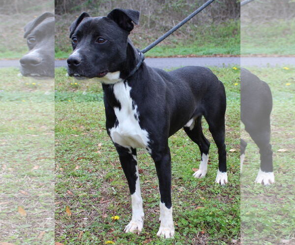 Medium Photo #4 Mutt Puppy For Sale in Prattville, AL, USA