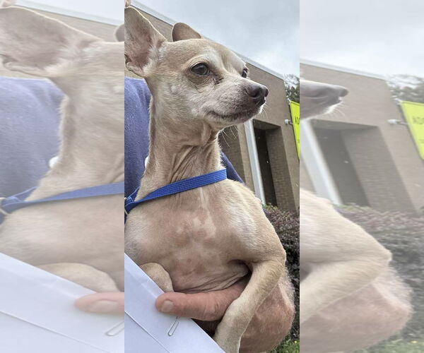 Medium Photo #3 Chihuahua Puppy For Sale in Tarrytown, GA, USA