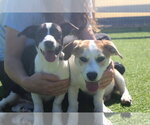 Small Photo #2 Basset Hound-Unknown Mix Puppy For Sale in Chestertown, MD, USA