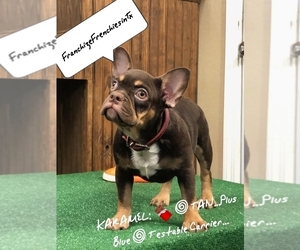 French Bulldog Puppy for sale in HOUSTON, TX, USA