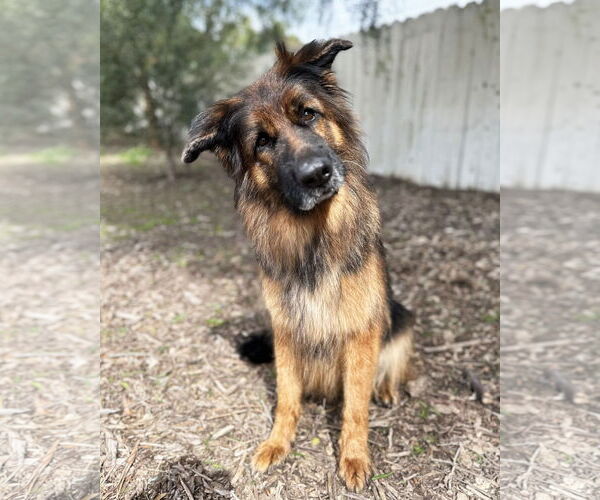 Medium Photo #2 German Shepherd Dog Puppy For Sale in San Diego, CA, USA