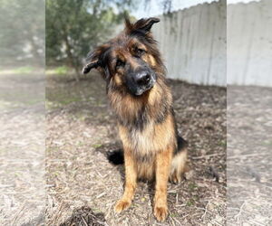 Mabel - Female German Shepherd Dog Dog for Adoption - Photo #2