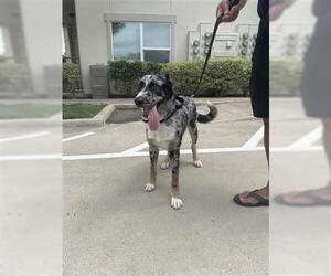 Australian Shepherd-Unknown Mix Dogs for adoption in Houston, TX, USA