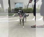 Small Australian Shepherd Mix