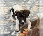 Small #13 Jack Russell Terrier Mix