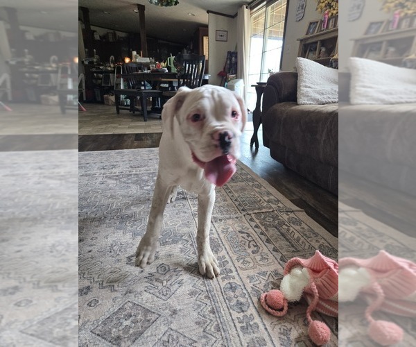 Medium Photo #15 Boxer Puppy For Sale in LAUREL, DE, USA