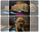 Small #1 Golden Retriever