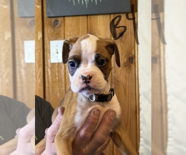 Medium Photo #1 Boxer Puppy For Sale in HARTWELL, GA, USA