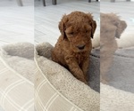 Puppy Ruby Goldendoodle