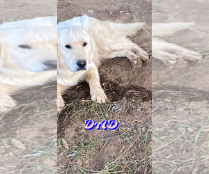 Father of the English Cream Golden Retriever puppies born on 03/01/2024