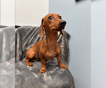 Small #2 Dachshund