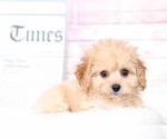 Small Photo #6 Cavapoo Puppy For Sale in BEL AIR, MD, USA