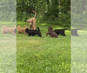 Aussiedoodle Puppy for Sale in DANVILLE, Indiana USA