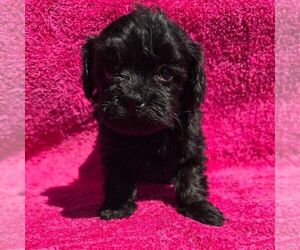 Morkie Puppy for sale in CHARLOTTE HALL, MD, USA