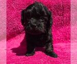 Small Morkie