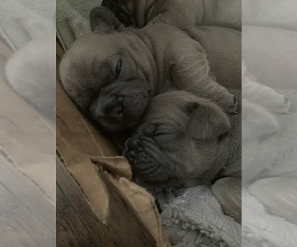 Medium Photo #4 French Bulldog Puppy For Sale in GLENDALE HEIGHTS, IL, USA