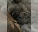 Small Photo #4 French Bulldog Puppy For Sale in GLENDALE HEIGHTS, IL, USA