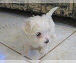Small Photo #9 Maltese Puppy For Sale in OCALA, FL, USA