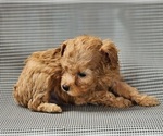 Small #2 Poodle (Toy)