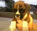 Puppy 6 Boxer
