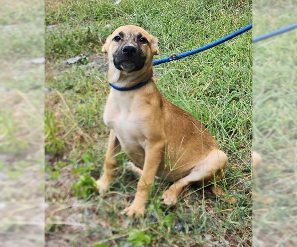 Medium Photo #3 Labrador Retriever-Unknown Mix Puppy For Sale in Wetumpka, AL, USA