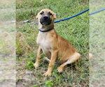 Small #2 Labrador Retriever Mix