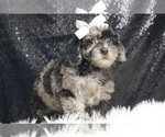 Small Photo #4 Poodle (Toy) Puppy For Sale in WARSAW, IN, USA