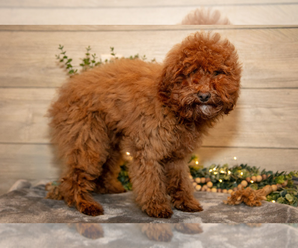 Medium Photo #3 Goldendoodle mix (+ Poodle Miniature) Puppy For Sale in MIDDLEBURY, IN, USA