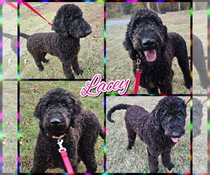 Poodle (Standard) Dogs for adoption in Blacksburg, SC, USA