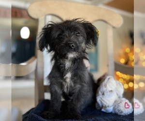 Morkie Puppy for sale in CONVERSE, IN, USA