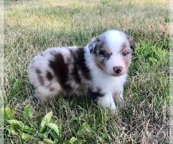 Medium Photo #8 Australian Shepherd Puppy For Sale in ROBERTS, IL, USA