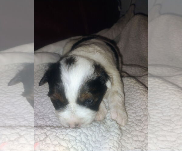 Medium Photo #1 Mutt Puppy For Sale in Polson, MT, USA