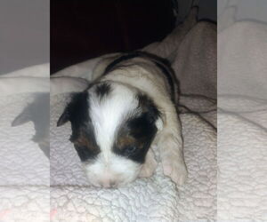 Mutt Dogs for adoption in Polson, MT, USA