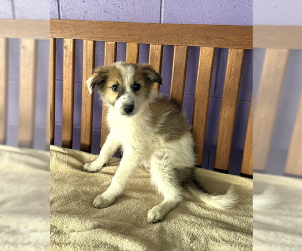 Medium Photo #2 Aussie Pyrenees Puppy For Sale in Genesee, WI, USA