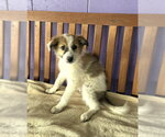 Small #1 Aussie Pyrenees