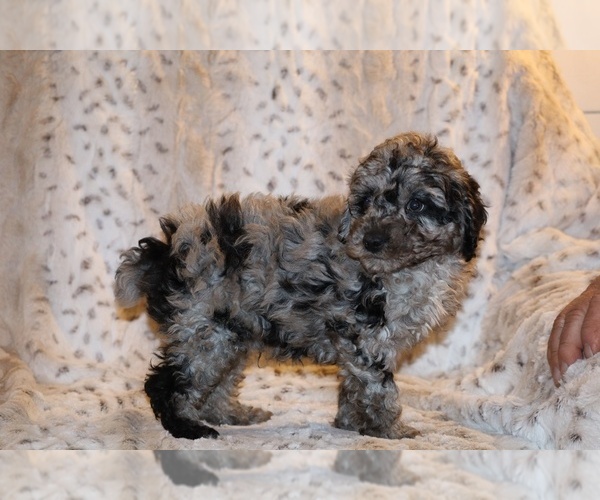 Medium Photo #30 Poodle (Toy) Puppy For Sale in DYERSBURG, TN, USA