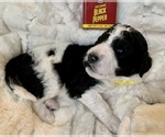Small Photo #16 Goldendoodle Puppy For Sale in DOLPH, AR, USA