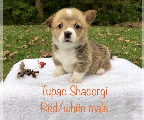 Medium Photo #4 Pembroke Welsh Corgi Puppy For Sale in WATERBURY, CT, USA