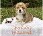 Small Photo #4 Pembroke Welsh Corgi Puppy For Sale in WATERBURY, CT, USA