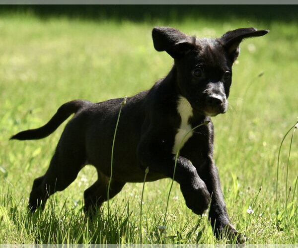 Medium Photo #5 Shepweiller Puppy For Sale in Mechanicsburg, PA, USA
