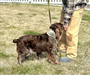 Mother of the English Springer Spaniel puppies born on 04/26/2025