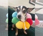 Small Chihuahua Mix
