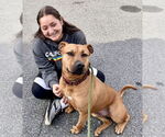 Small #13 American Staffordshire Terrier-Rhodesian Ridgeback Mix