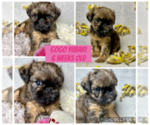 Puppy Puppy 2 Brussels Griffon